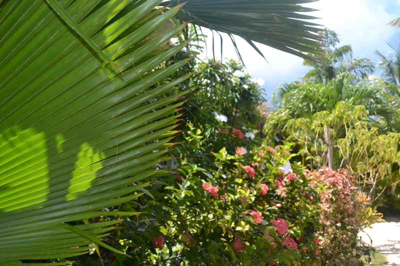 Paradise Properties - Villa 3 Palms - Motivated Seller ! A Fantastic Purchasing Opportunity.